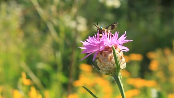 Polilla en flor — Vídeos de Stock