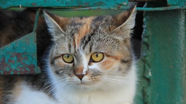 Кіт з жовтими очима — стокове відео