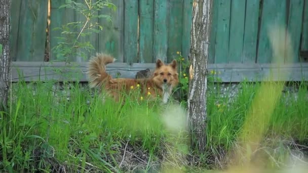 Akta dig för hunden — Stockvideo