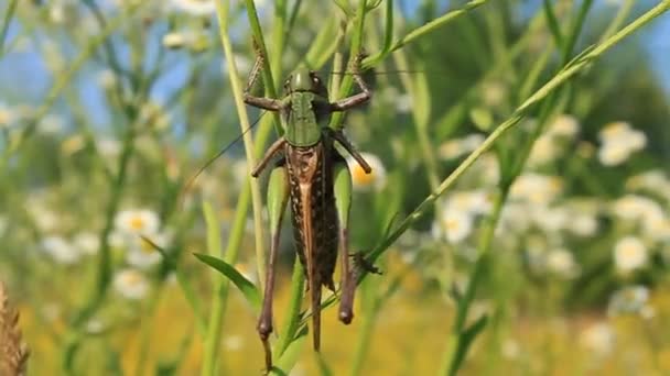 Big locust — Stock Video