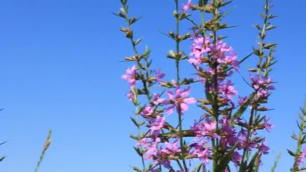 Flores silvestres — Vídeos de Stock