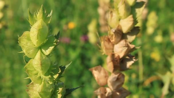 Beautiful nature — Stock Video