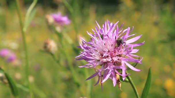 Pink flower — Stock Video