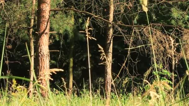 Espessura da floresta — Vídeo de Stock