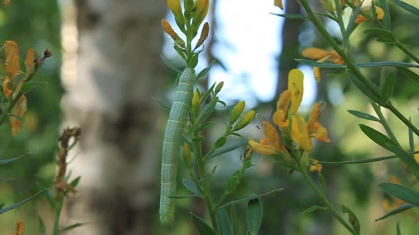 Green leafworm — Stock Video