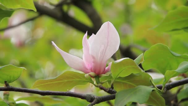 Verbazingwekkende magnolia — Stockvideo