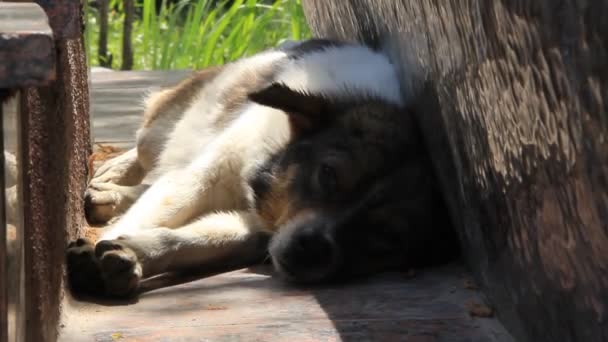 Pequeño perro — Vídeo de stock