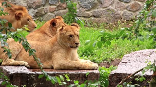 Африканські леви — стокове відео