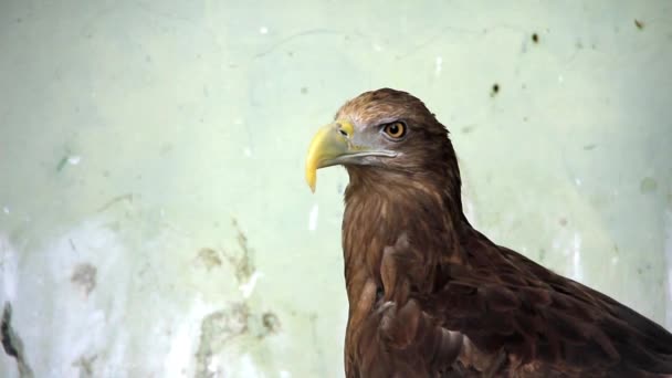 Golden eagle — Stock Video