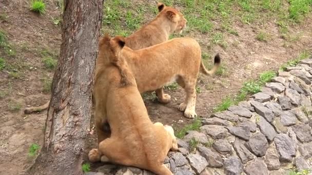 Львы Африки — стоковое видео