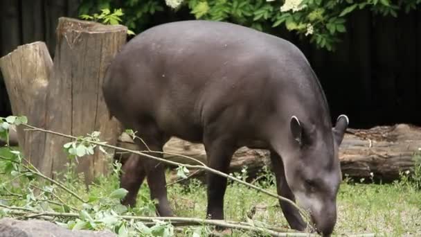 Zuid-Amerikaanse tapir (Tapirus terrestris)) — Stockvideo