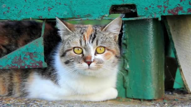 Gato divertido con ojos amarillos — Vídeo de stock