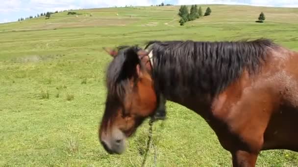 Horse on the meadow — Stock Video