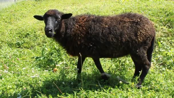 Oveja negra — Vídeos de Stock