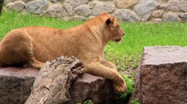 african aslan