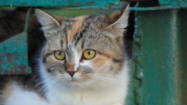 Sarı gözlü kedi.
