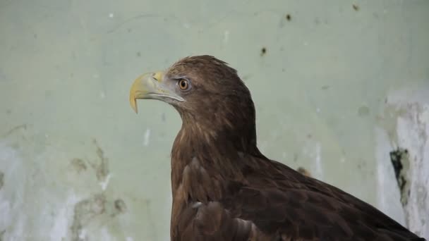 Golden eagle — Stock Video
