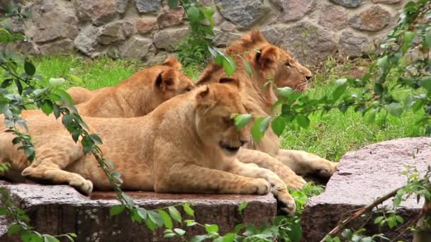 Afrikanische Löwen — Stockvideo