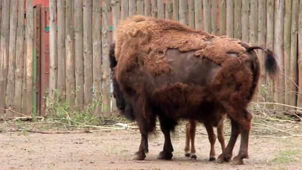 Visenterna. bison bonasus — Stockvideo