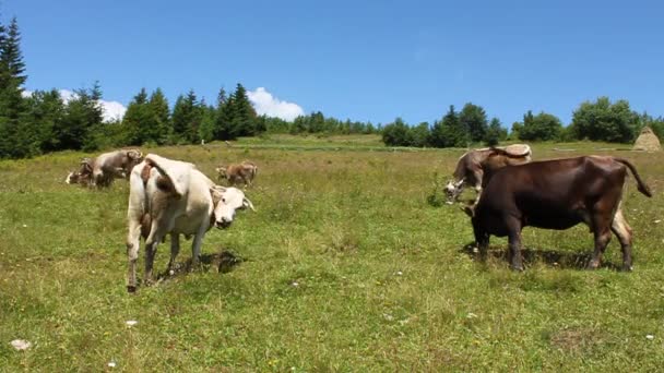 Vacas — Vídeo de stock