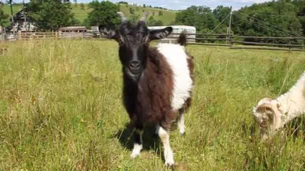 Cabras e ovinos — Vídeo de Stock