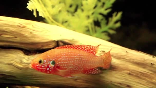 Small aquarian fish — Stock Video