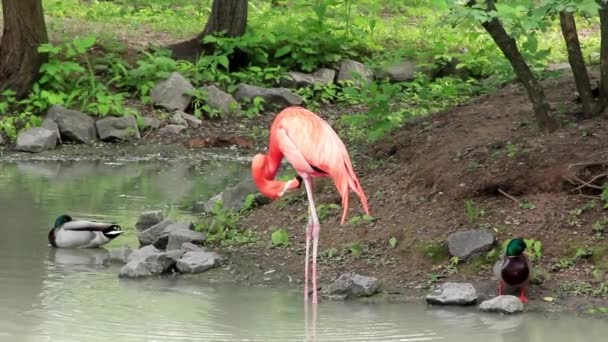 Flamant rose 