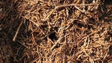 karınca yuvası karıncalar