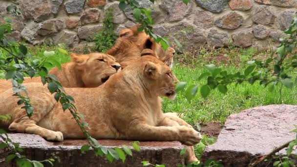 Львы Африки — стоковое видео