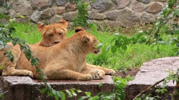 African Lions — Stock Video