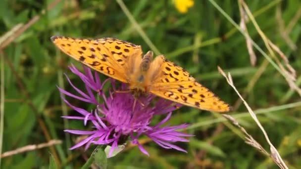 Schöner Schmetterling — Stockvideo