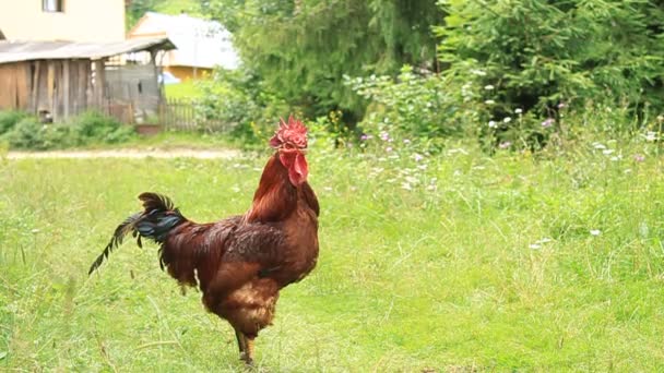 Gallo — Vídeos de Stock