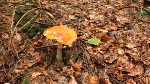Yellow mushroom — Stock Video
