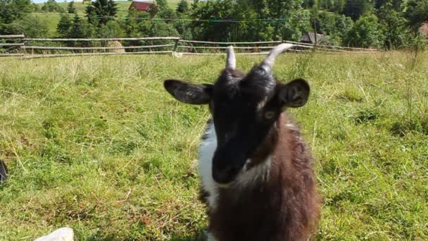 Zvědavá koza na trávníku — Stock video