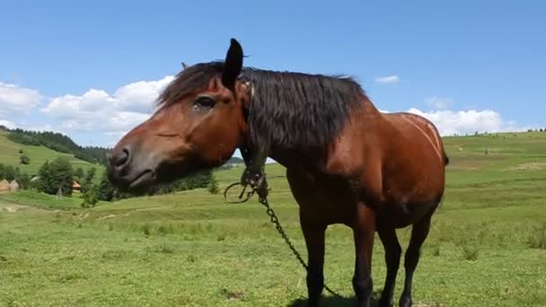 Cavalo — Vídeo de Stock