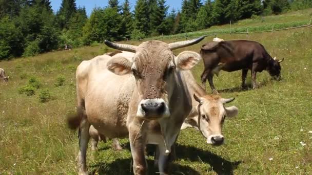 Rebaño de vacas — Vídeos de Stock