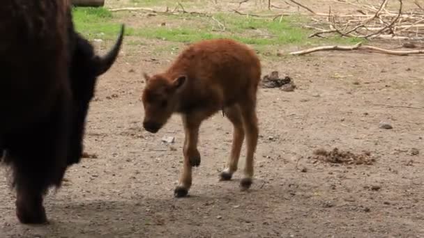 European bison. Baby Bison bonasus — Stock Video