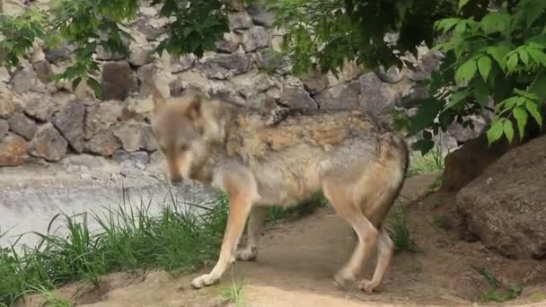 Lobo — Vídeos de Stock