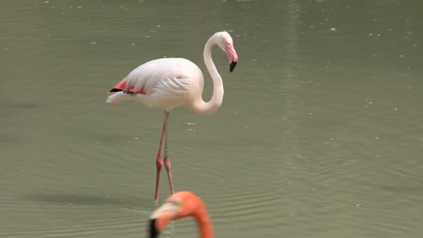 Flamingo — Stockvideo