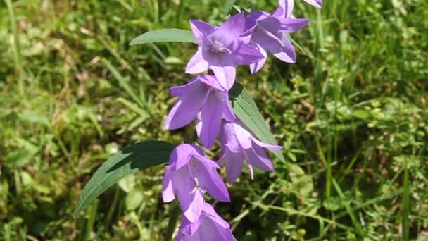 Bellflower. — Vídeo de Stock