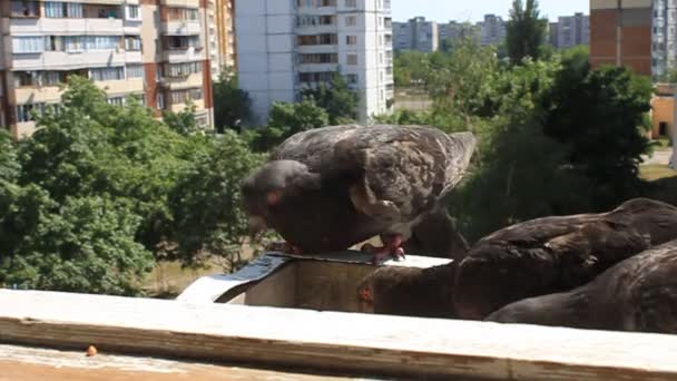 Голуби — стоковое видео