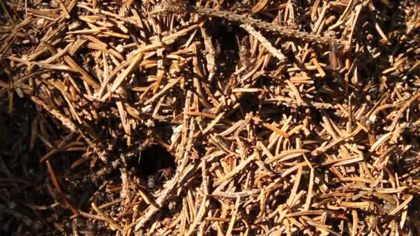 Große Ameisenarmee im Wald — Stockvideo