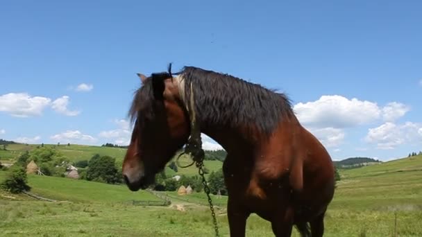 牧草地に馬 — ストック動画