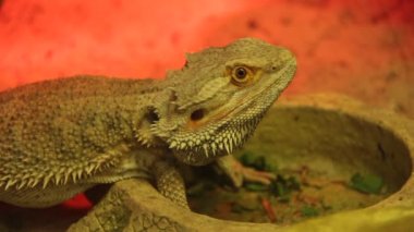 Agama. ejderha kertenkele