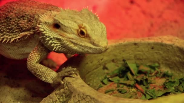 Agama. Lagarto-dragão — Vídeo de Stock
