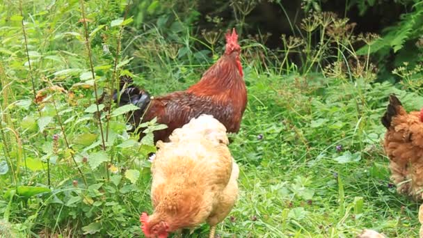 Hühner — Stockvideo