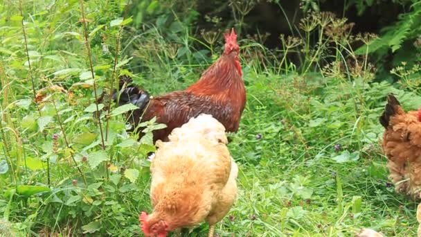 Poulets — Video