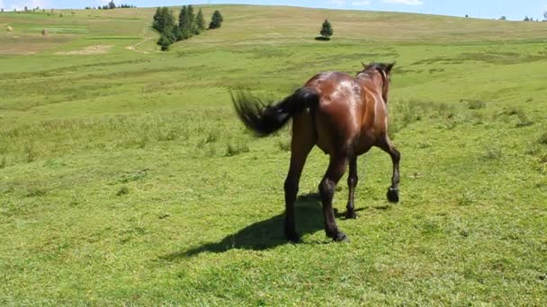 牧草地に馬 — ストック動画