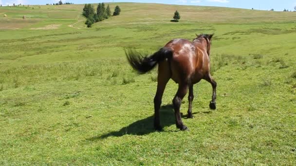 Pferd auf der Weide — Stockvideo