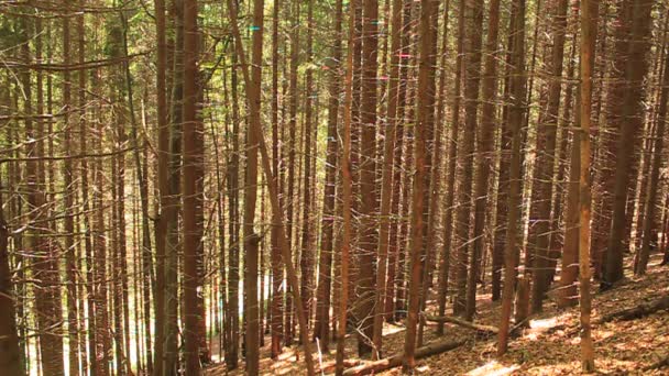 Bosque de coníferas — Vídeo de stock